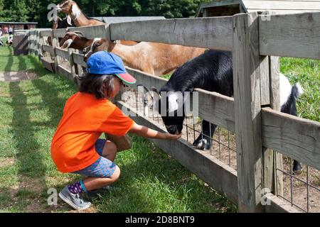 Tiere und Menschen interagieren auf der Farm in Sturgeon Bay, Wisconsin, USA. Stockfoto
