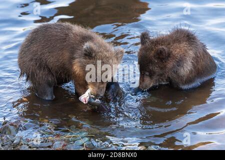 Zwei Kamtschatka Braunbären Jungen Angeln roten Lachs Fische im Fluss während Laichen, essen sie, während sie im Wasser stehen. Wilde Tiere Kinder in natürlicher Gewohnheit Stockfoto