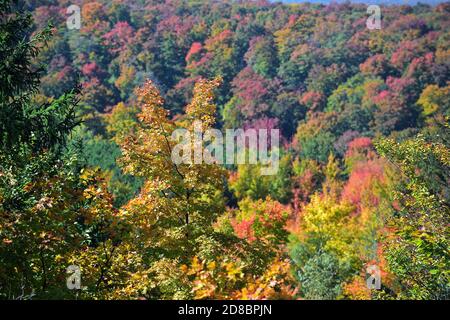Empire, Michigan, USA. Die Farben des Herbstes platzten auf der Szene in einem Wald in der Nähe von Empire, im Westen von Michigan. Stockfoto