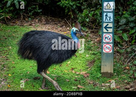 Südlichen Helmkasuar (Casuarius Casuarius) Stockfoto