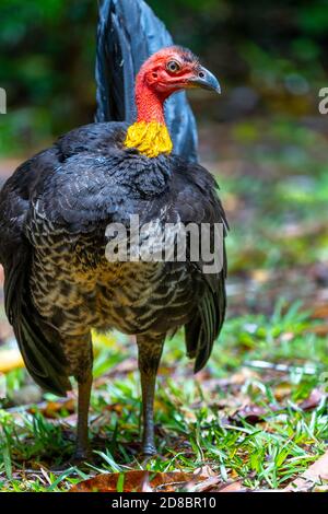 Australische Bürste-türkei (Alectura lathami), Daintree, North Queensland Stockfoto