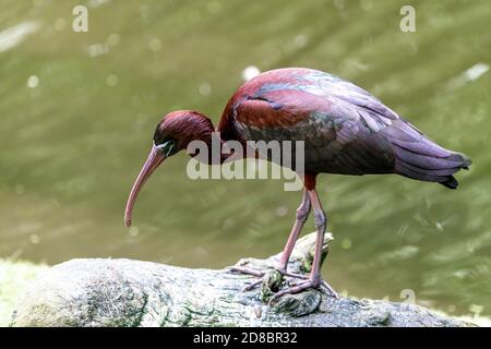 Hochglanz-Ibisse (Plegadis falcinellus) auf einem Baumstamm stehend Stockfoto