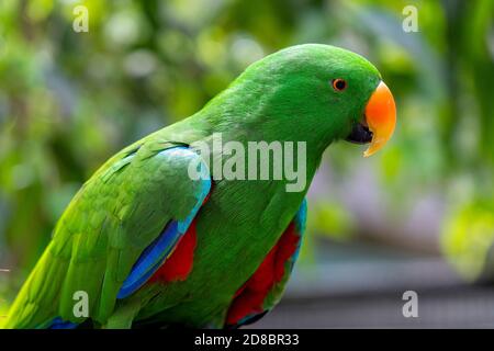 Eclectus Papagei (Eclectus roratus) Stockfoto