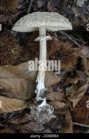 Der Sonnenschirm Pilz oder macrolepiota procera, einschließlich seines Fußes, in feuchten Wäldern gefunden und ist bekannt, um Feenringe zu bilden. Stockfoto