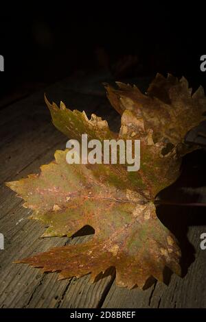 Vergilbte verwelkte Traubenblätter auf einem alten Holztisch Stockfoto