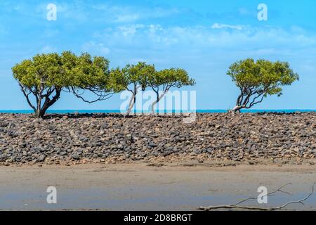 Mangrovenbäume in der Mittagssonne bei Ebbe auf dem Watt, Clairview, Central Queensland, Australien Stockfoto