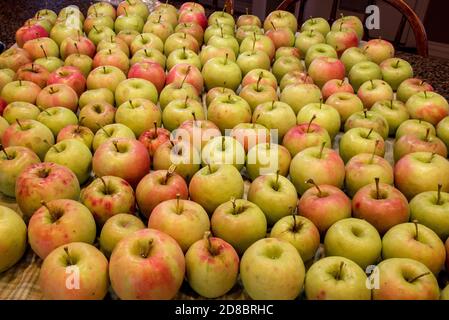 Bio-Äpfel auf einer Küchentheke. Bio-Obst ist kleiner in der Größe, aber frei von Pestiziden, Pflanzenhormonen und Wachstumsregulatoren. Stockfoto