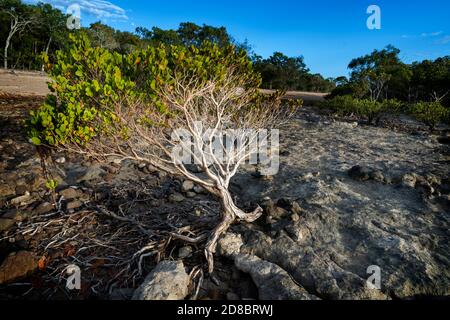 Kleine Mangroven, die bei Ebbe am steinigen Strand wachsen, Clairview Central Queensland, Australien Stockfoto