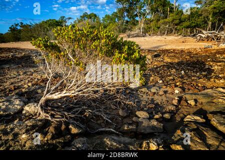 Kleine Mangroven, die bei Ebbe am steinigen Strand wachsen, Clairview Central Queensland, Australien Stockfoto