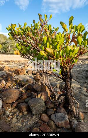 Kleine Mangroven, die bei Ebbe am steinigen Strand wachsen, Clairview Central Queensland, Australien Stockfoto