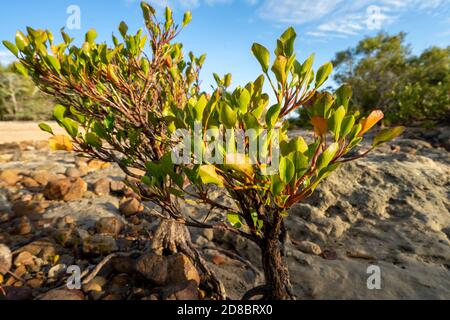 Kleine Mangroven, die bei Ebbe am steinigen Strand wachsen, Clairview Central Queensland, Australien Stockfoto