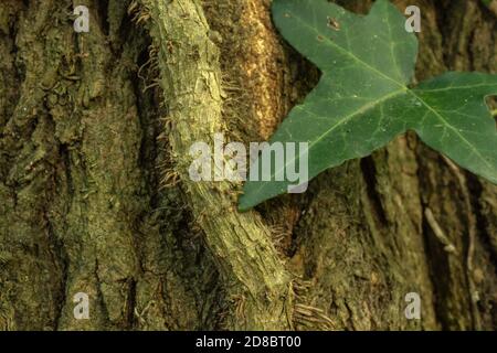 Der dicke Ast eines Ivy oder Hedera, an einem Baumstamm befestigt und wächst. Stockfoto