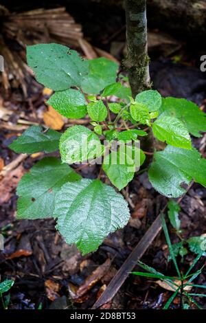 Stinging Tree (Dendrocnide moroides) Eungulla National Park, North Queensland, Australien Stockfoto