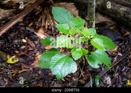 Stinging Tree (Dendrocnide moroides) Eungulla National Park, North Queensland, Australien Stockfoto