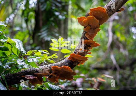 Orangenpilze, die an toten Zweigen wachsen, Eungella National Park, North Queensland, Australien Stockfoto