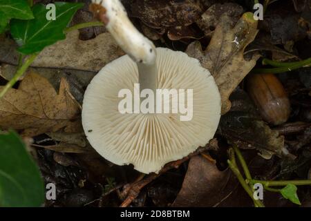 Die Kiemen des Süßbrotpilzes oder Clitopilus prunulus. Stockfoto