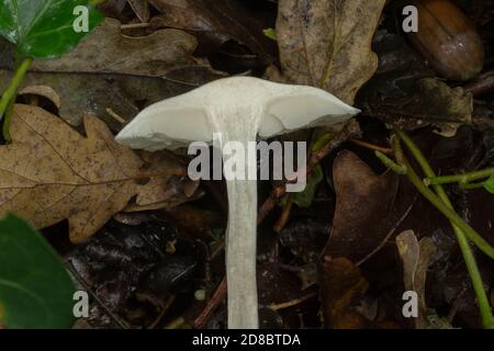 Ein Querschnitt des Süßbrotpilzes oder Clitopilus prunulus. Stockfoto