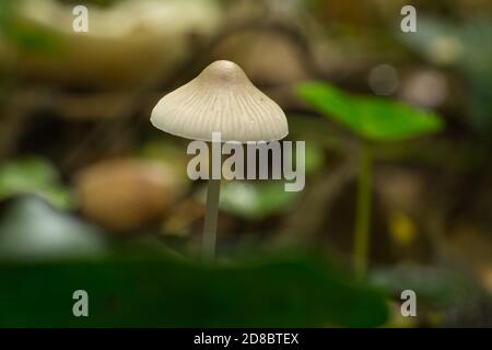 Die Kappe des Haubenpilzes oder mycena galericulata wächst im Herbstwald. Stockfoto