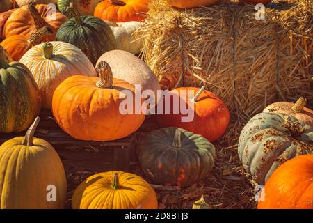 Viele verschiedene Kürbisse auf dem Boden aus der Nähe, heller Herbsttag, Kürbispflaster Stockfoto