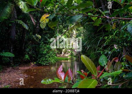 Regenwald am Lacey Creek Wanderweg nahe Mission Beach North Queensland, Asutralia Stockfoto