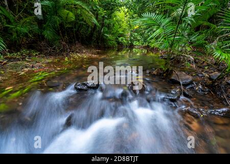 Regenwald am Lacey Creek Wanderweg nahe Mission Beach North Queensland, Asutralia Stockfoto