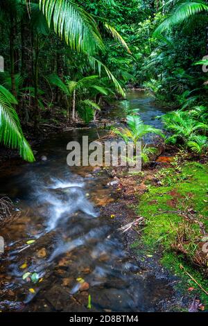 Regenwald am Lacey Creek Wanderweg nahe Mission Beach North Queensland, Asutralia Stockfoto