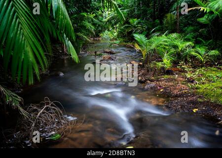 Regenwald am Lacey Creek Wanderweg nahe Mission Beach North Queensland, Asutralia Stockfoto