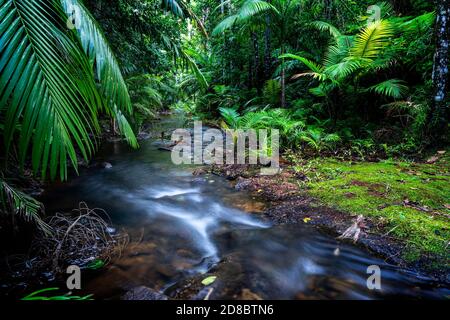 Regenwald am Lacey Creek Wanderweg nahe Mission Beach North Queensland, Asutralia Stockfoto