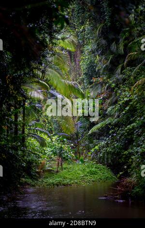 Regenwald am Lacey Creek Wanderweg nahe Mission Beach North Queensland, Asutralia Stockfoto