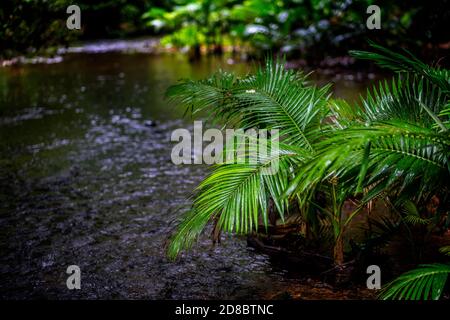 Regenwald am Lacey Creek Wanderweg nahe Mission Beach North Queensland, Asutralia Stockfoto