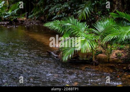 Regenwald am Lacey Creek Wanderweg nahe Mission Beach North Queensland, Asutralia Stockfoto