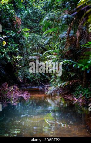 Regenwald am Lacey Creek Wanderweg nahe Mission Beach North Queensland, Asutralia Stockfoto