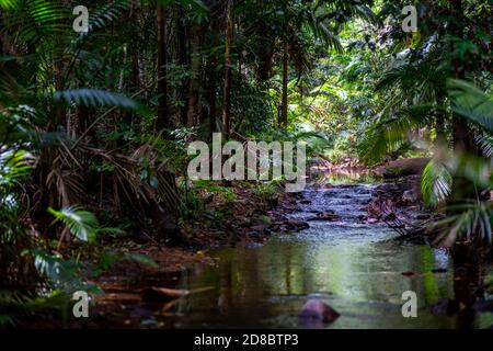 Regenwald am Lacey Creek Wanderweg nahe Mission Beach North Queensland, Asutralia Stockfoto