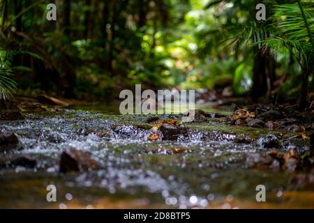 Regenwald am Lacey Creek Wanderweg nahe Mission Beach North Queensland, Asutralia Stockfoto