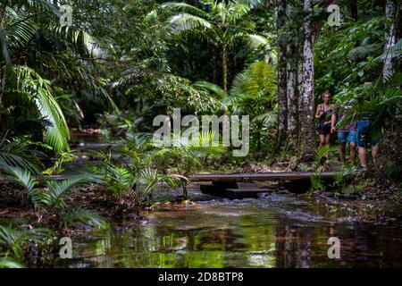 Regenwald am Lacey Creek Wanderweg nahe Mission Beach North Queensland, Asutralia Stockfoto