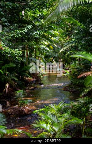 Regenwald am Lacey Creek Wanderweg nahe Mission Beach North Queensland, Asutralia Stockfoto