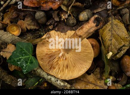 Die Kiemen des Eichenmilchkappenpilzes oder lactarius quietus. Stockfoto