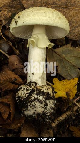 Die Kappe, der Stiel und die Volva der Todeskappe oder des Amanita phalloides-Pilzes. Stockfoto