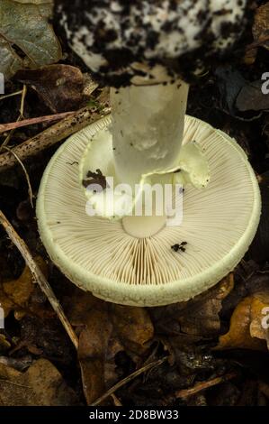 Die Kiemen und Rock der Todeskappe oder amanita phalloides Pilz. Stockfoto