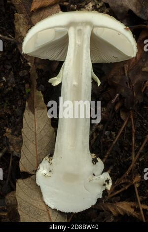 Ein vollständiger Querschnitt der Todeskappe oder des Amanita phalloides-Pilzes. Stockfoto