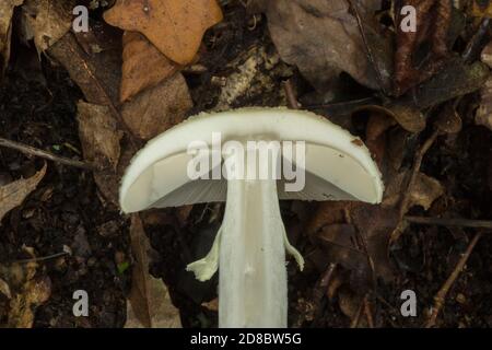 Ein Querschnitt der Kappe einer Todeskappe des Amanita phalloides-Pilzes. Stockfoto