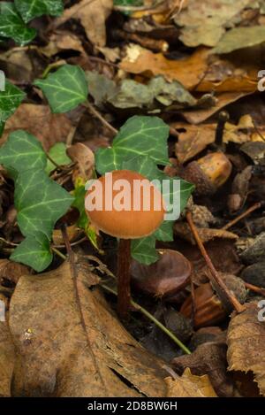 Der Betrüger Pilz oder der Laccaria laccata, der im Eichenwald wächst. Stockfoto
