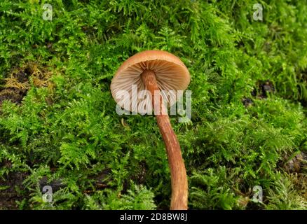 Die Kappe und der Stiel des Betrügers Pilz oder Laccaria Laccata Stockfoto
