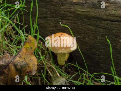 Die Schwefeltuft oder Hypholoma fasciculare, die aus einem großen Stück totem Holz hervorgehen. Dies ist ein giftiger Pilz. Stockfoto