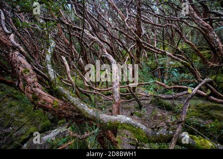 Ein Polylepis-Wald im Nationalpark El Cajas, ist dies ein gefährdtes Ökosystem, von dem die meisten durch die Zerstörung von Lebensräumen verloren gegangen sind. Stockfoto