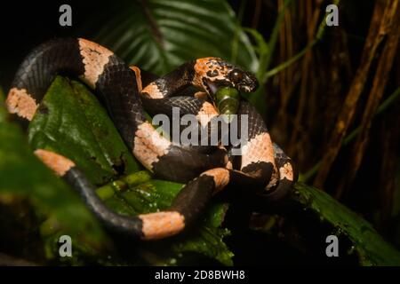 Anmutiger Schneckenfresser (Dipsas gracilis), der seine Schneckenbeute mit Hilfe seiner spezialisierten Kiefer aus seiner Schale extrahiert. Stockfoto