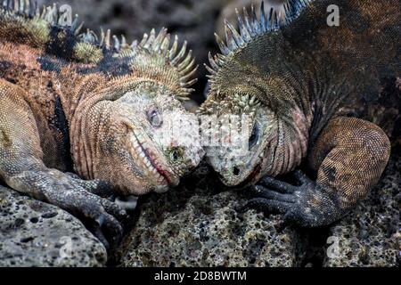 Zwei männliche Marine-Leguane (Amblyrhynchus cristatus) kämpfen um Territorium, indem sie ihre Köpfe zusammen schlagen. Stockfoto