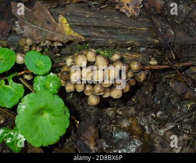 Eine der Pilzgruppen von Psathyrella, möglicherweise Psathyrella piluliformis, die an der Basis eines Baumes unter nassem Blattstreu wächst. Stockfoto