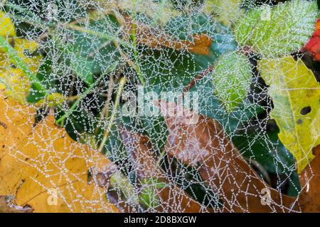 Ein Spinnennetz aus dem Herbst, bedeckt mit Tautropfen. Stockfoto