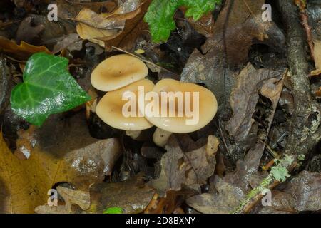 Eine Gruppe unreifer Funnelcap-Pilze oder infundibulicybe Gibba, die auf totem Holz wachsen. Stockfoto